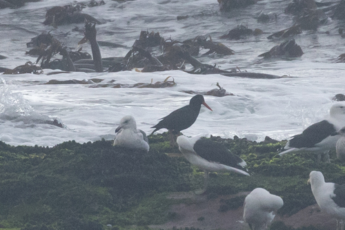 iNaturalist image