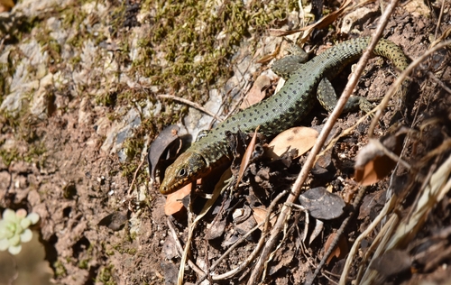 Greek Rock Lizard