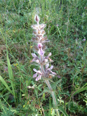 Stachys heraclea