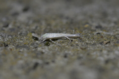 Stegommata sulfuratella