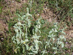 Marrubium incanum