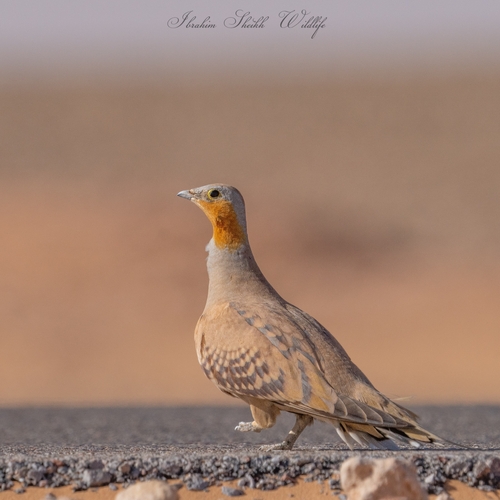 Spotted Sandgrouse