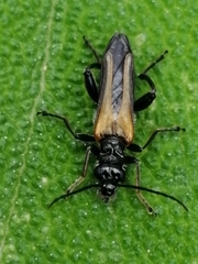 Oedemera simplex