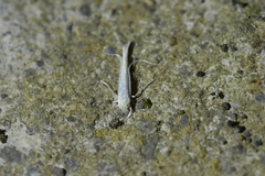 Stegommata sulfuratella