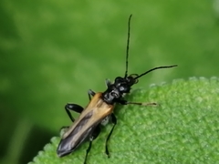 Oedemera simplex