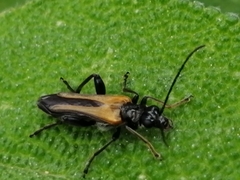Oedemera simplex