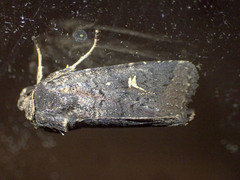 Proteuxoa hydraecioides