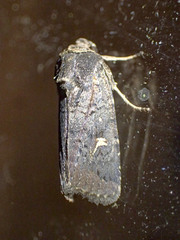 Proteuxoa hydraecioides