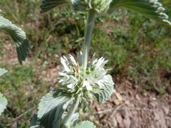 Marrubium incanum