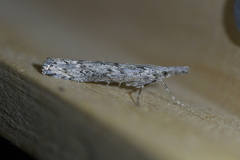 Orocrambus cyclopicus