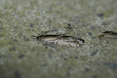 Orocrambus cyclopicus