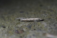 Orocrambus cyclopicus