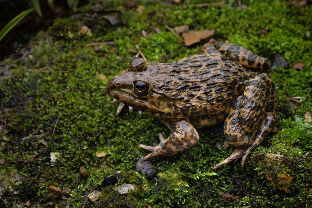 East Asian Bullfrog from 中国广东省韶关市乳源瑶族自治县南水湖国家湿地公园 邮政编码: 512722 on April ...