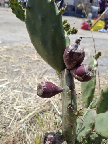 shell mound pricklypear