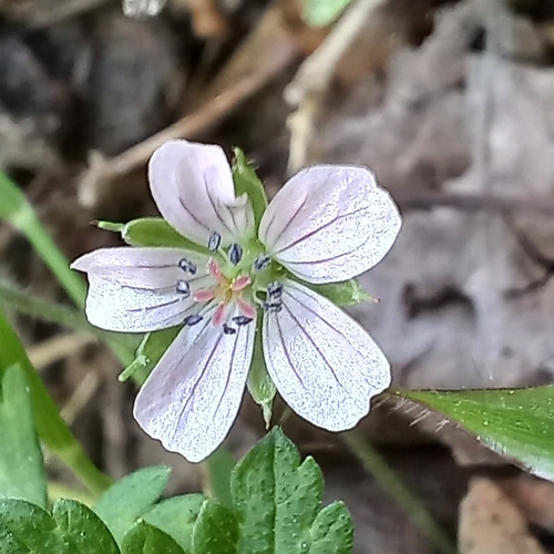 Geranium nepalense, photograph 6