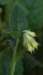 Symphytum bulbosum
