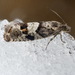 Epinotia pygmaeana - Photo (c) Александр Корепанов, algunos derechos reservados (CC BY-NC), subido por Александр Корепанов