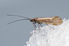 Chilostigma sieboldi