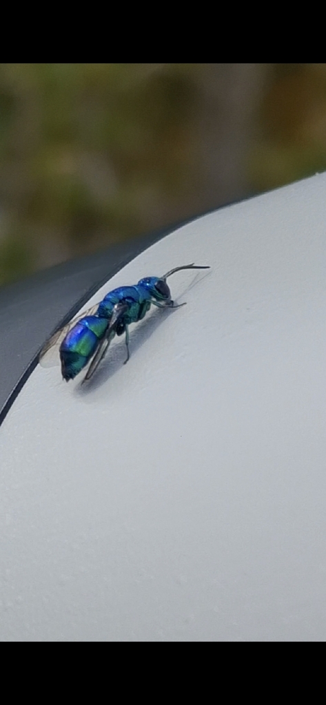 Chrysis indigotea