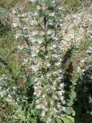 Echium italicum italicum