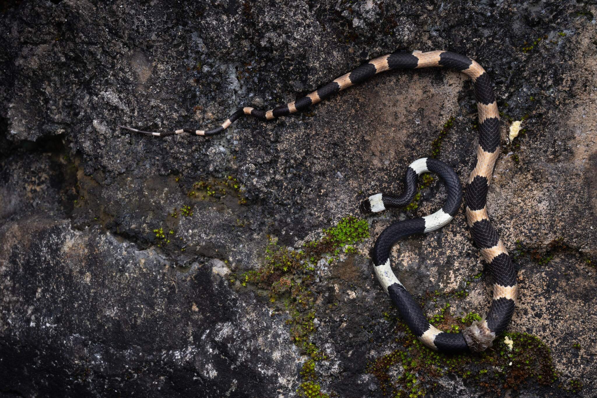 Sichuan Wolf Snake photo 7