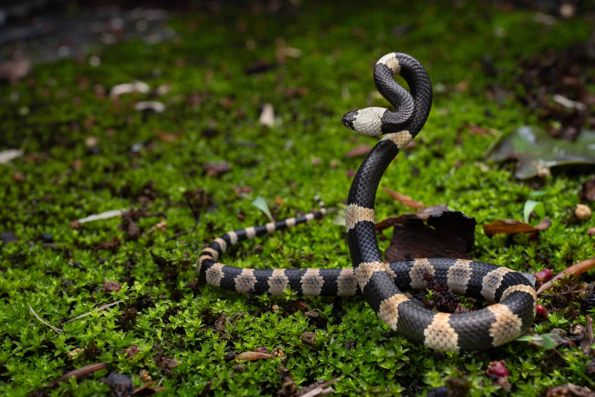 Sichuan Wolf Snake photo 6