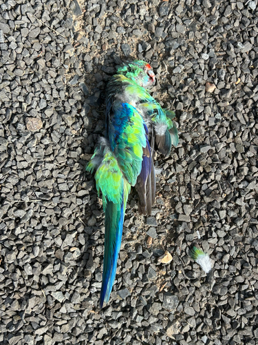 Australian Ringneck