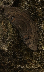 Erebus walkeri