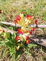 Primula veris