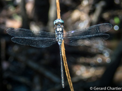 Pornothemis serrata