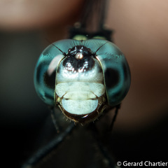 Pornothemis serrata