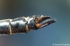 Pornothemis serrata