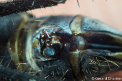 Pornothemis serrata