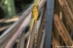 Pornothemis