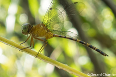 Pornothemis