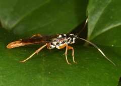 Cratichneumon w-album