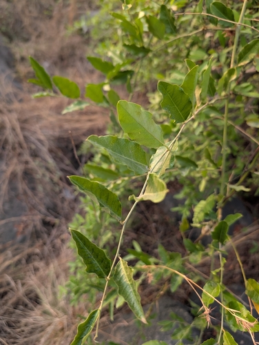 Capparis zeylanica, photograph 3