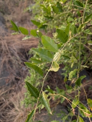 (c) Ravuri Krishna Chaitanya, some rights reserved (CC BY) Capparis zeylanica, photograph (c) Ravuri Krishna Chaitanya, some rights reserved (CC BY)