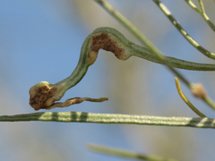 Aceria paracalifornica