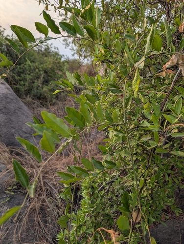 Capparis zeylanica, photograph 4