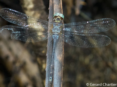 Pornothemis