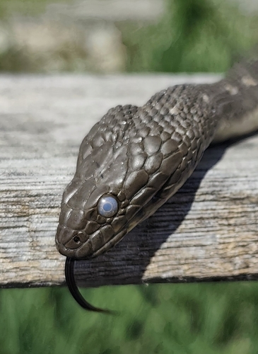 Tessellated Water Snake