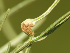 Aceria paracalifornica