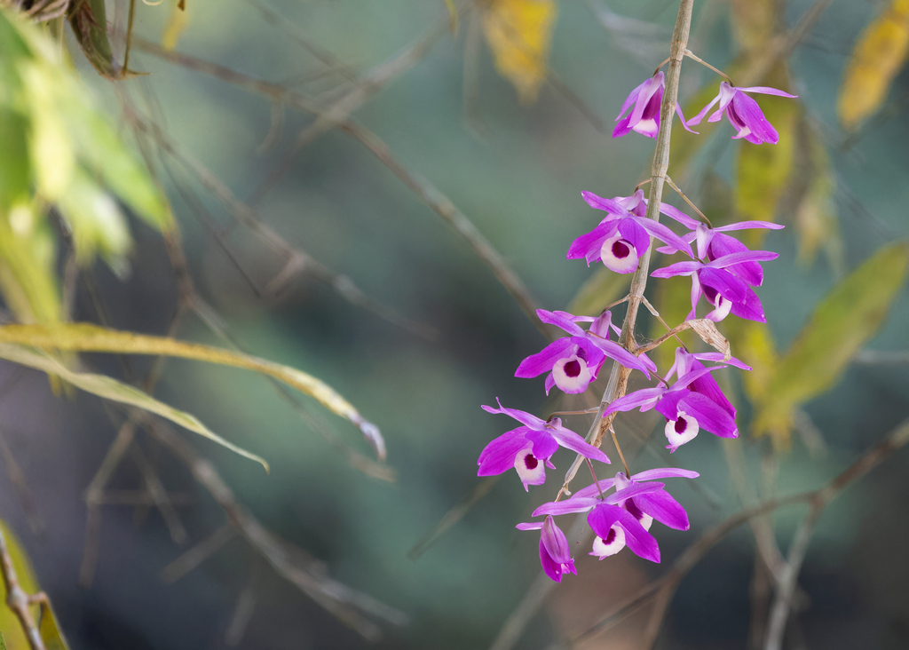 Dendrobium lituiflorum Lindl.