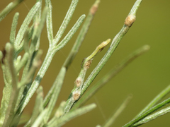 Aceria paracalifornica