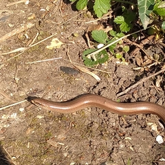 Anguis fragilis