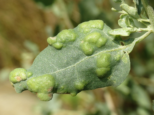 Atriplex gall midge