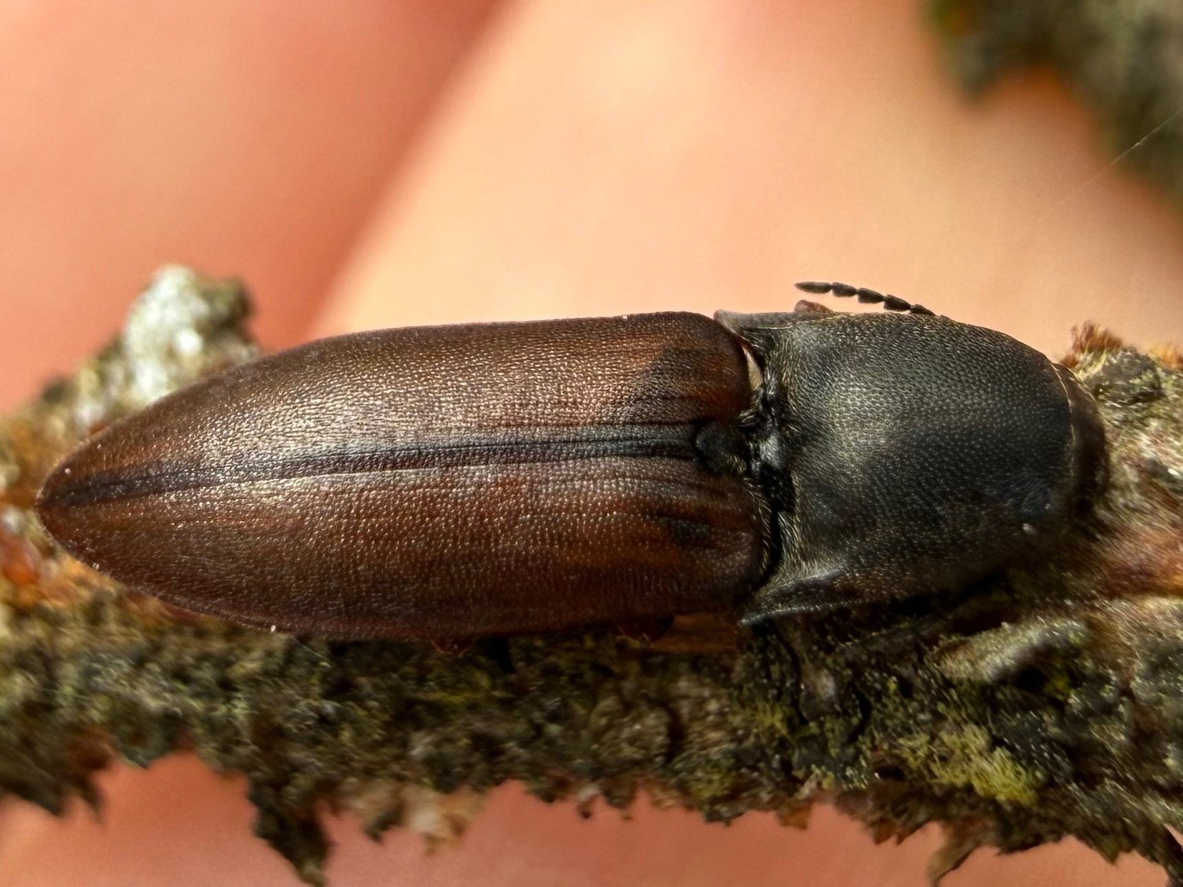 Sericus brunneus