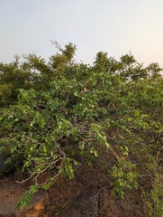 Dalbergia latifolia, photograph (c) Ravuri Krishna Chaitanya, some rights reserved (CC BY)
