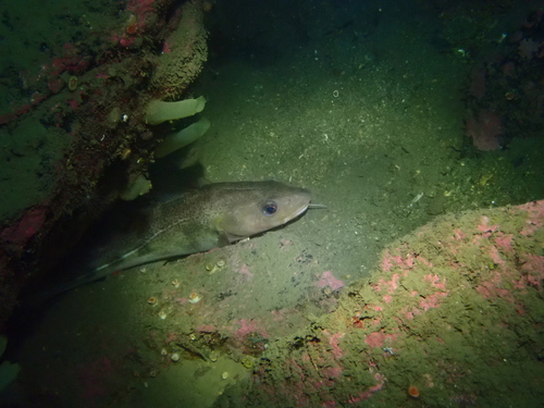 Atlantic Cod